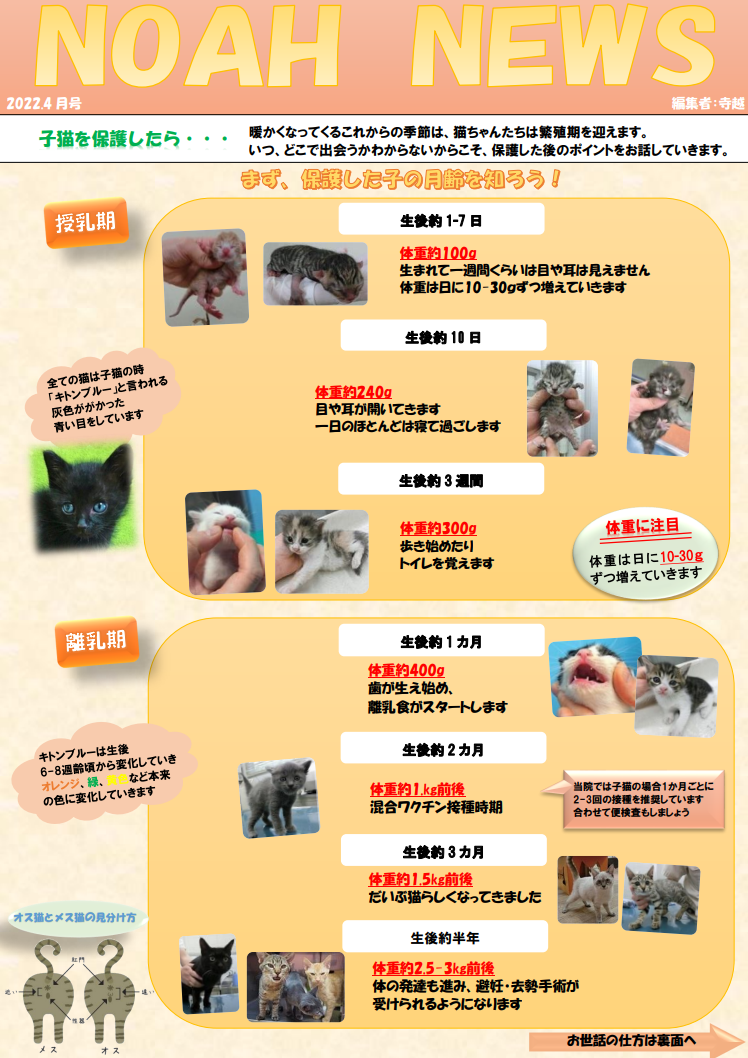 <月刊NOAH NEWS 4月号>
