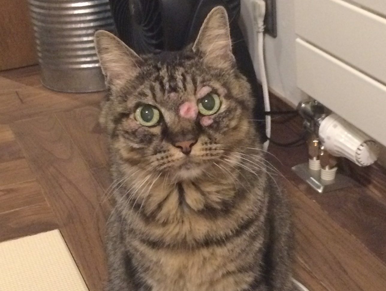 猫ちゃんの肥満細胞腫