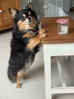 犬の甲状腺機能低下症