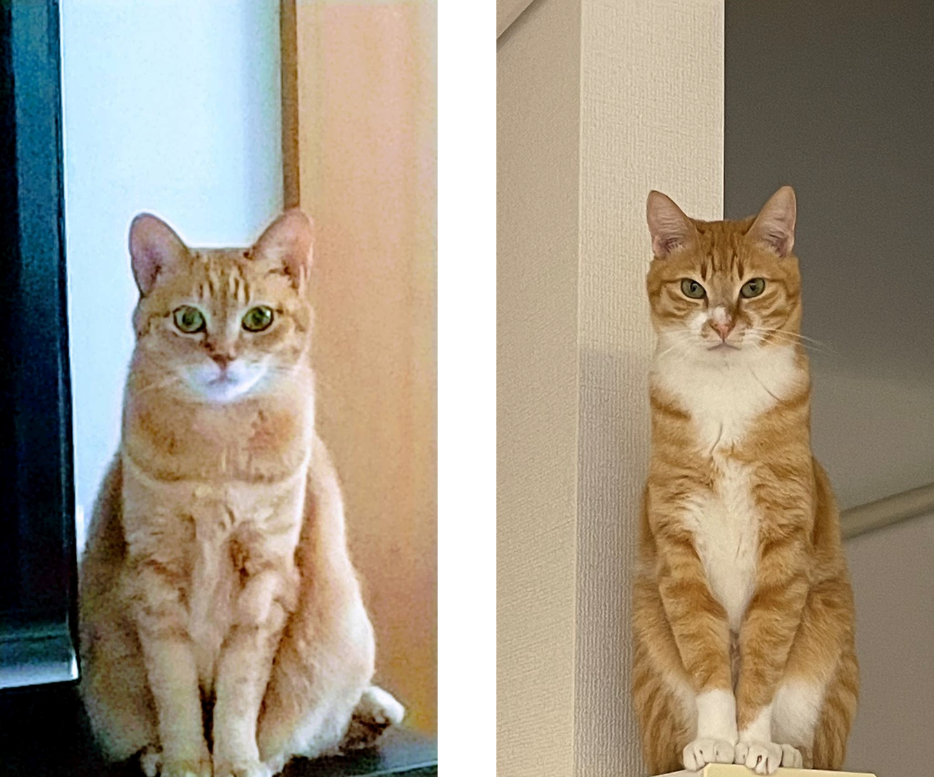 茶トラの〇〇はちょっとレア！？