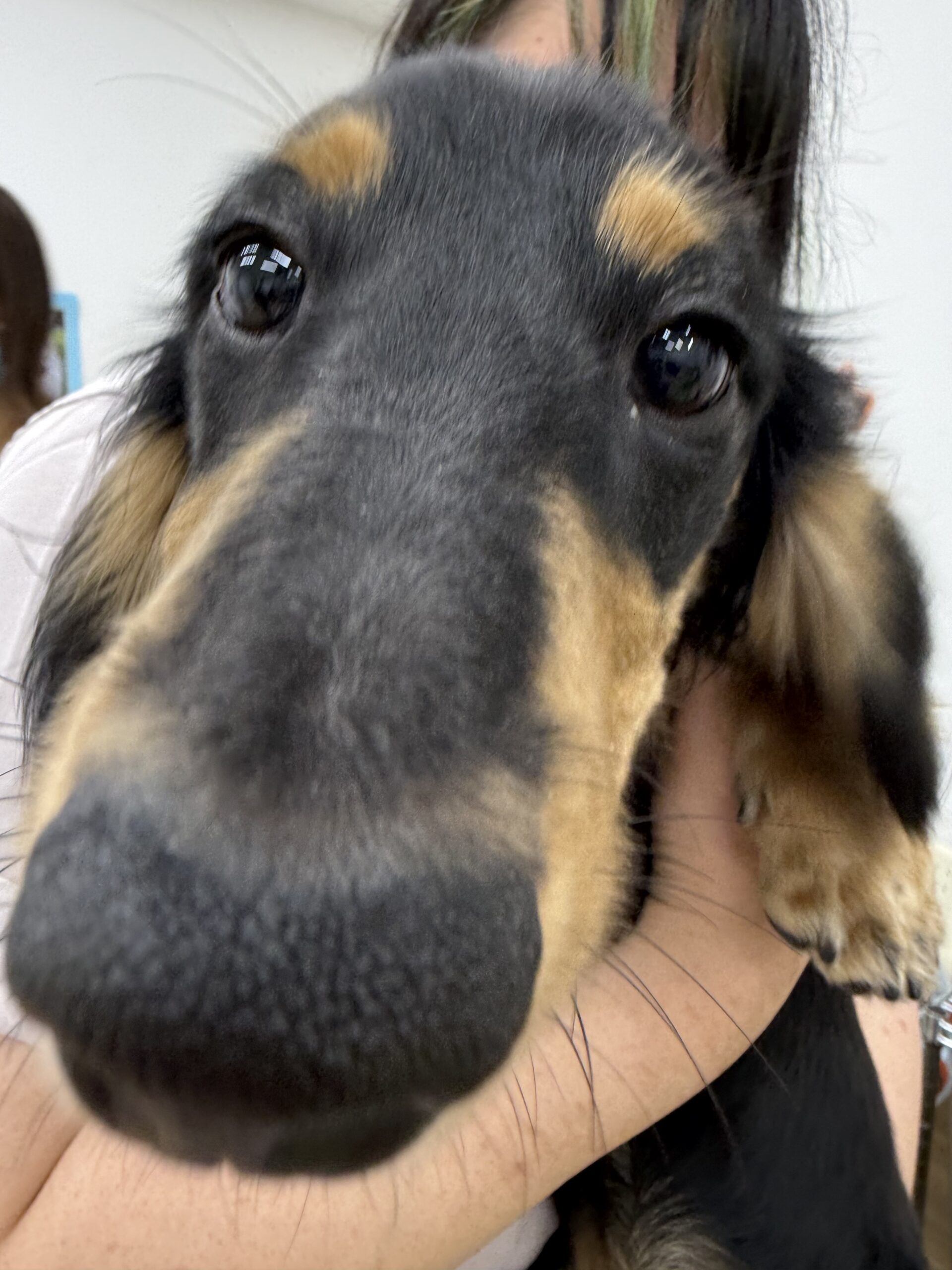 犬のしつけセミナー