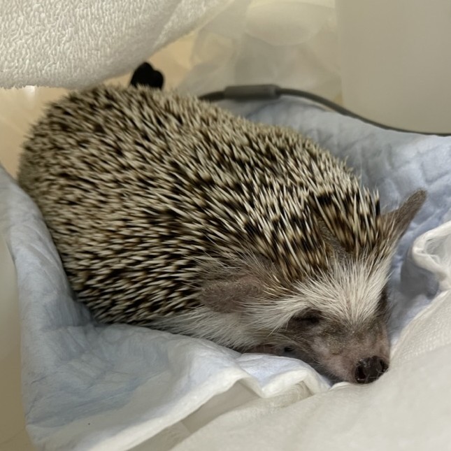 子宮腫瘍が原因だったハリネズミの血尿