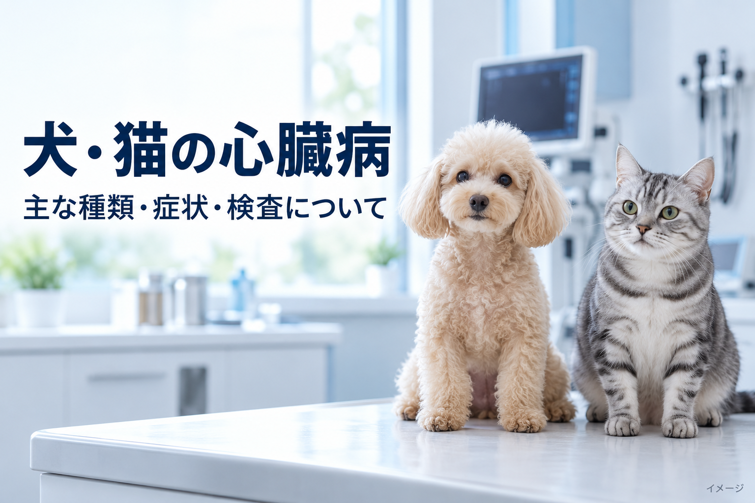 犬・猫の心臓病とは？種類・症状・検査を解説！札幌市豊平区のノア動物病院