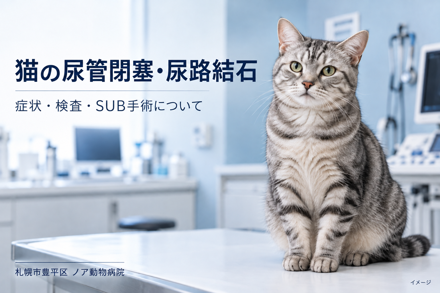 猫の尿管閉塞と尿路結石｜症状・検査・SUB手術について【札幌市豊平区・ノア動物病院】